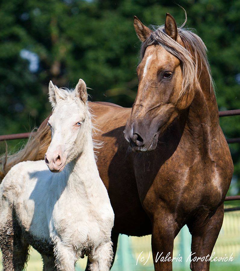 Belarussian Harness Horse Mare & Foal